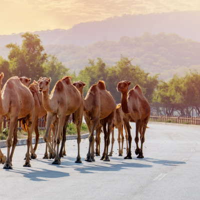 Oman Roadtrip: Berge, Festungen und Wüstenzauber