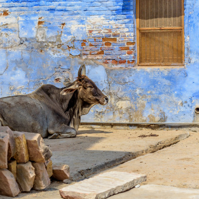 Nordindien: Die Geheimnisse Rajasthans