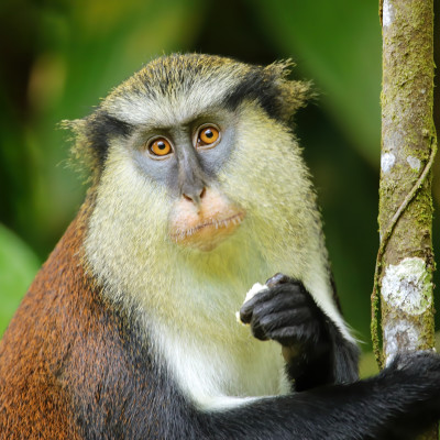 Grenada & St. Lucia: Outdoor-Abenteuer und Strände