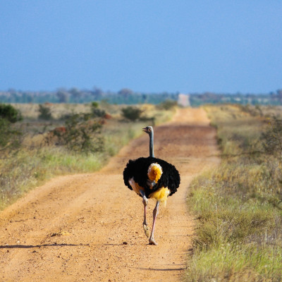 Kenia: Safaris im Süden & Strandauszeit