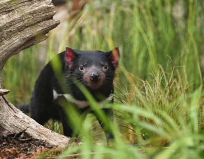 Australien Roadtrip: Tasmaniens Naturwunder