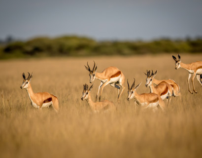 Botswana Safari: Im Paradies der wilden Tiere