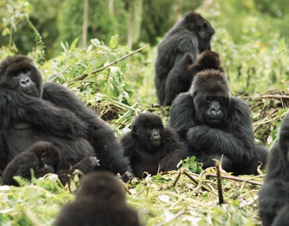 Gorilla Trekking in Rwanda