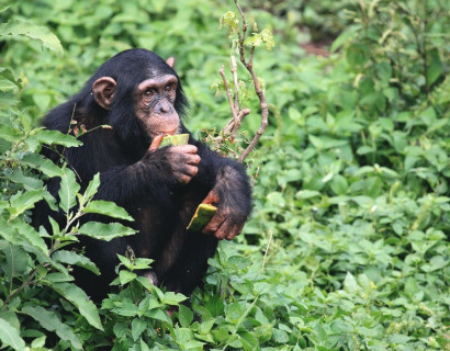 Uganda Safarireise: Primaten und wilde Landschaften