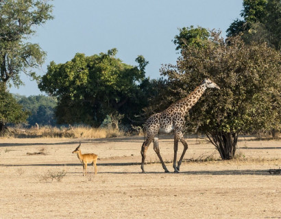 Zambia: Victoria Falls and Safari Highlights