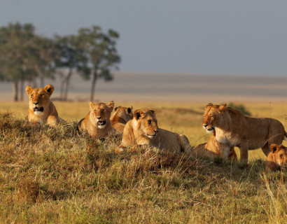 Kenya and Uganda Safari Tour: Big Five and Gorilla Trekking