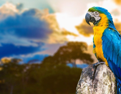 Brazil's Wildlife, Waterfalls and Beach