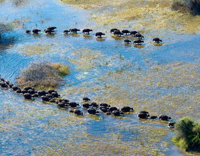 Botswana Safari: Your Wildest Dreams
