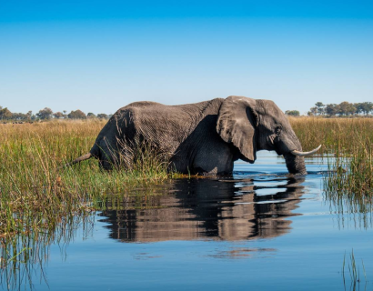 Chobe and Okavango: Botswana's Magical Water Worlds