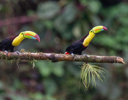 Costa Rica: Intensives Naturerlebnis und Wildlife