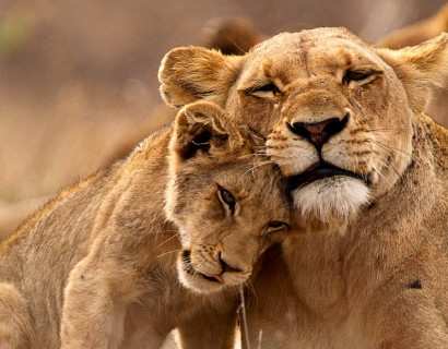 South Africa: Western Cape and Kruger