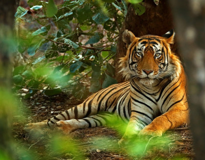 Indien: Tempel, Taj Mahal und Tiger