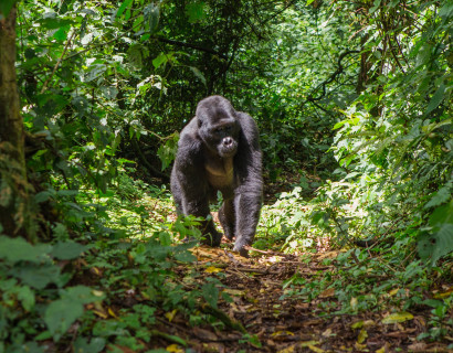 Classic Uganda Safari: Gorillas, Mountains and Great Lakes