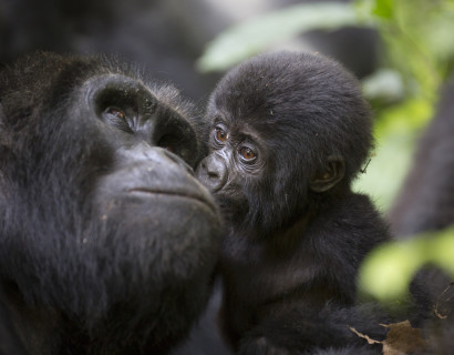 Uganda: Gorilla Trekking