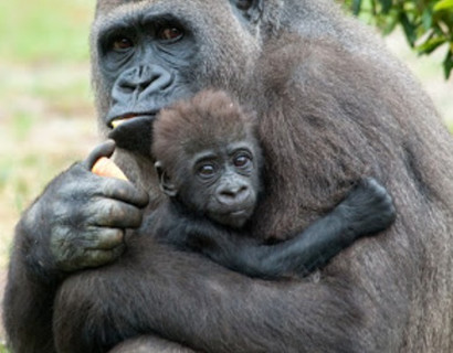 Kenia & Ruanda: Safari und Gorilla-Trekking