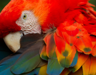 Brazil: Amazonas, Iguazu and Bahia