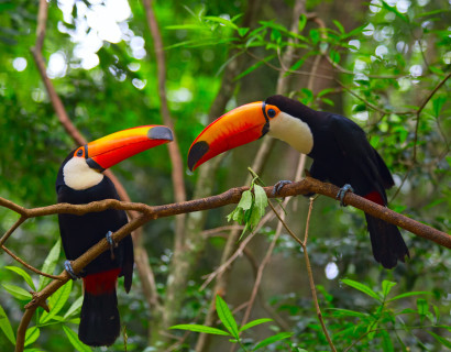 Brazil: Treasures of the Amazon