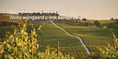 Wijngaard