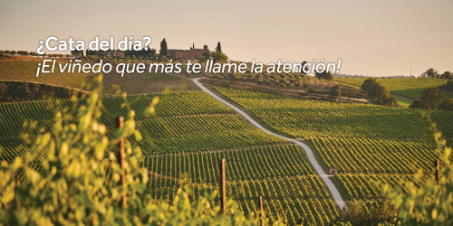 Viñedo