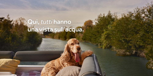 Un cane sul ponte della barca