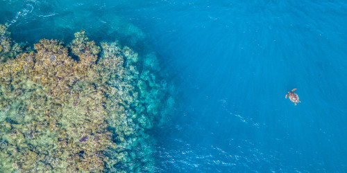 Ocean Image Bank, Blue Marine Foundation, Tom Vierus
