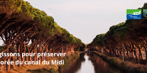 Agissons ensemble pour préserver la voûte arborée du canal du Midi