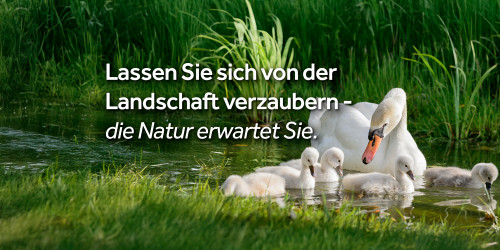 Schwan und ihr Junges