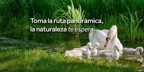 Cisne y sus crías