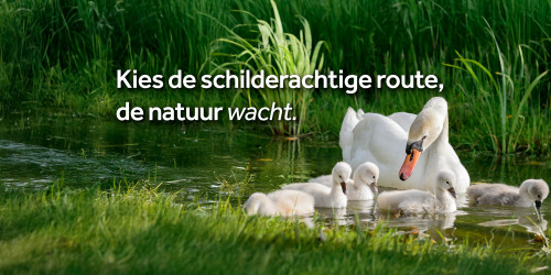 Zwaan en haar jong