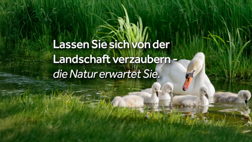 Schwan und ihr Junges