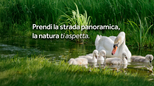 Cigno e i suoi piccoli