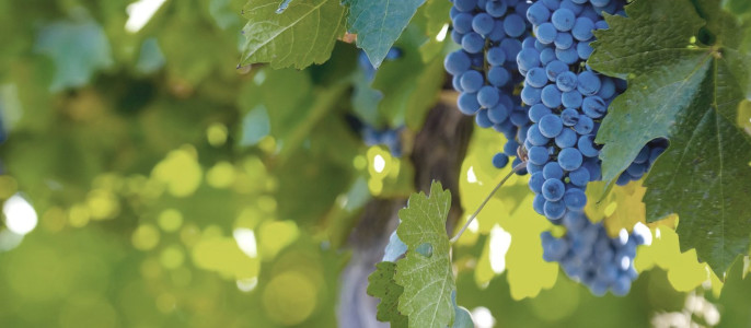 Argentinien und Chile Gourmetreise: Die besten Weinbauregionen Südamerikas