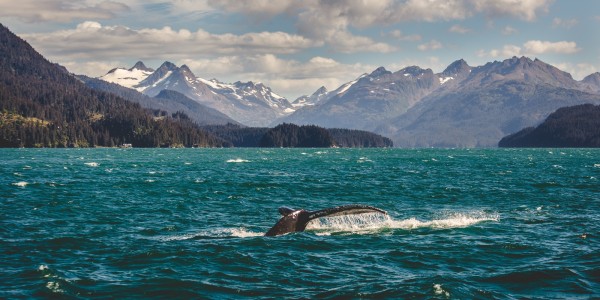 Whale in Alaska