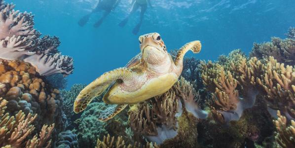 Tropical North Queensland