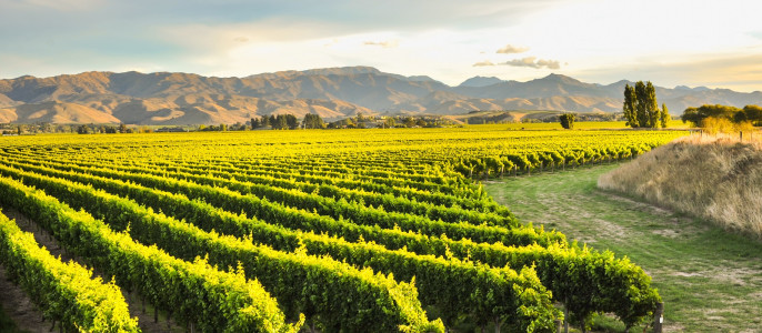 Enchanting Travels New Zealand Tours Row of beautiful grape yard before sunset with mountain in Blenheim, New Zealand 3