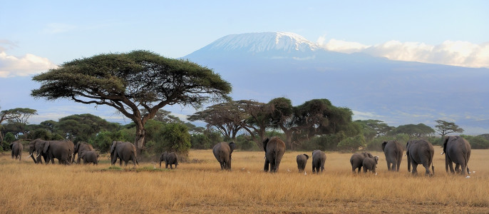 Enchanting Travels - Tanzania Tours - West Kilimanjaro - Elephant with Mount Kilimanjaro in the background