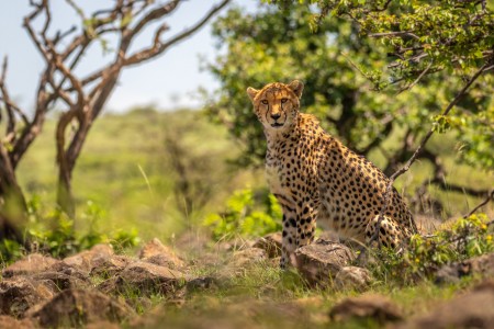 A Female Cheetah