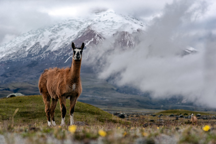 Nahaufnahme eines Alpakas, im Hintergrund die verschneiten Gipfel im Cotopaxi Nationalpark Ecuador