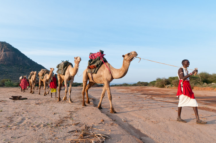 Kenya Safari