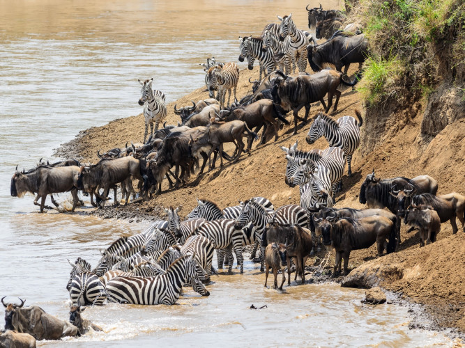 Tierreisen & Safaris