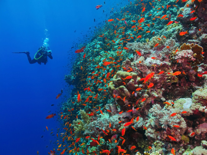 Diving in Aqaba
