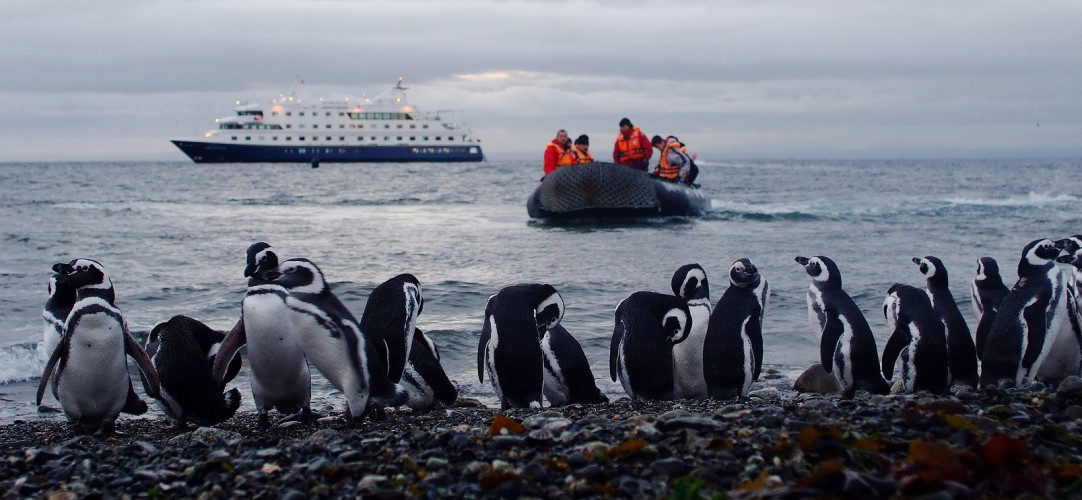 Our Pick: Five Enchanting Animal Encounters