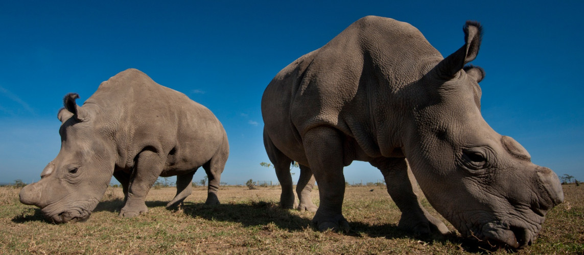 conserving-the-big-fives-black-rhino-in-kenya