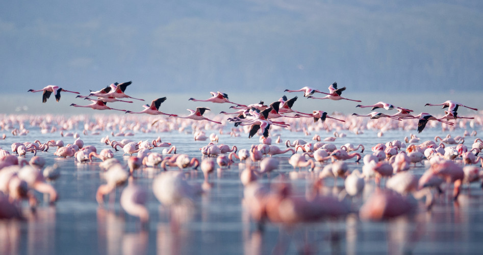 Flying flamingo in lake nakuru, Kenya, Africa