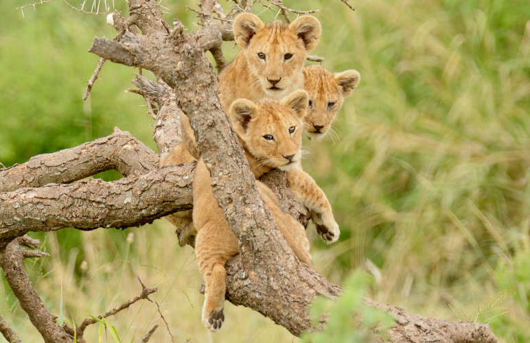 Enchanting Travels Africa Tours - Lion King Safari - a group of lion cubs hanging out in a tree