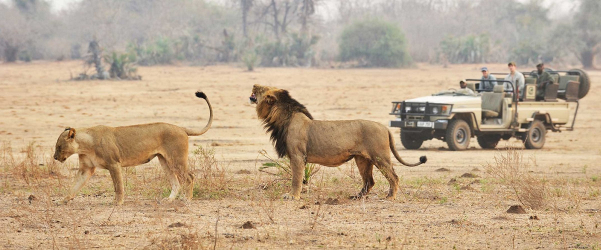 Enchanting Travels African safari parks to see