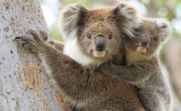 Enchanting Travels Australia Tours Female koala with a young joey on her back climbing a eucalyptus tree in Gippsland Australia