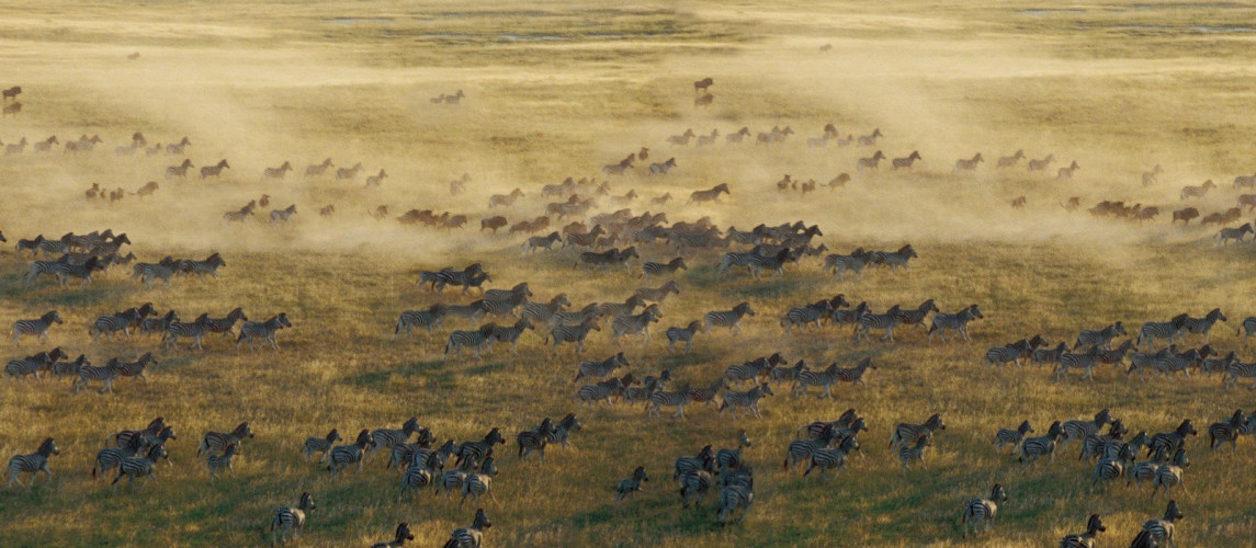 Zebra migration at hotel Planet Baobab in Kalahari Salt Pans, Botswanna