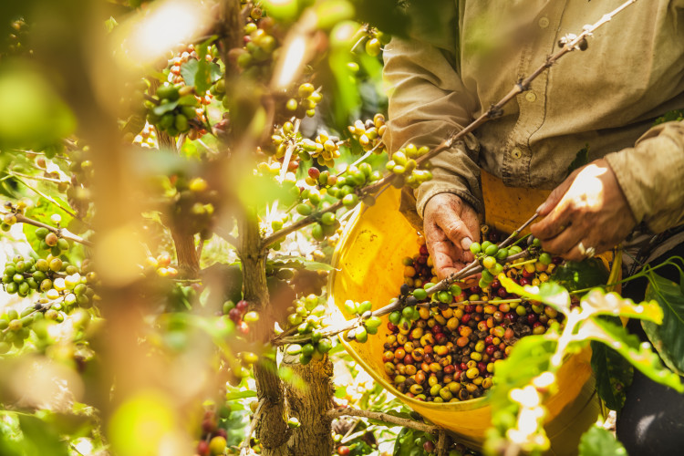 Enchanting Travels Colombia Tours Coffee