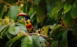 Enchanting Travels Guatemala Tours Birding